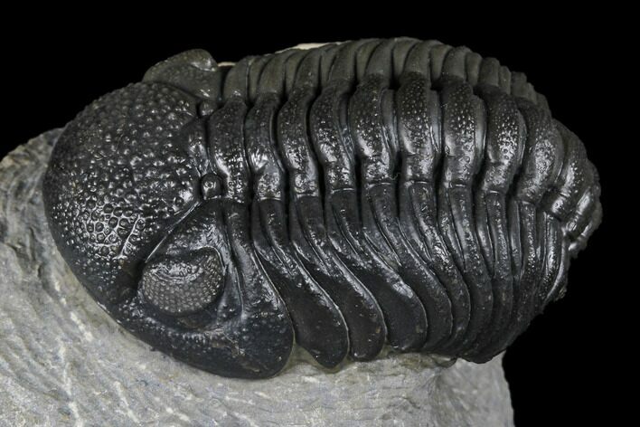 Detailed Morocops Trilobite - Ofaten, Morocco #174760